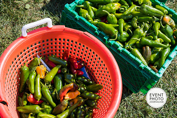 0335__9-14-24-Chartis-Federal-Corporate-Family-Day-JK-Farm-Purceville-Virginia-EventPhotojournalism-event-photographers