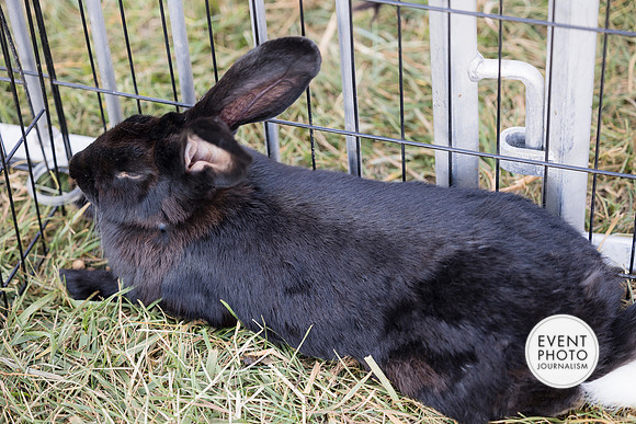 0485__9-14-24-Chartis-Federal-Corporate-Family-Day-JK-Farm-Purceville-Virginia-EventPhotojournalism-event-photographers