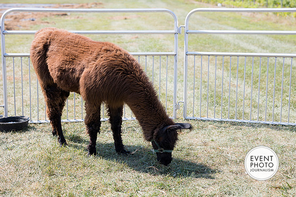 0474__9-14-24-Chartis-Federal-Corporate-Family-Day-JK-Farm-Purceville-Virginia-EventPhotojournalism-event-photographers