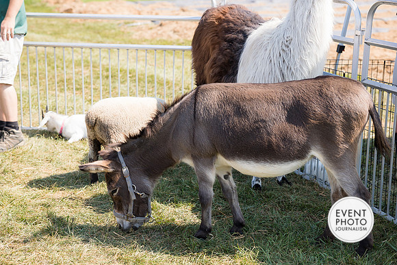 0469__9-14-24-Chartis-Federal-Corporate-Family-Day-JK-Farm-Purceville-Virginia-EventPhotojournalism-event-photographers
