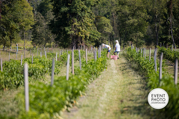 0245__9-14-24-Chartis-Federal-Corporate-Family-Day-JK-Farm-Purceville-Virginia-EventPhotojournalism-event-photographers