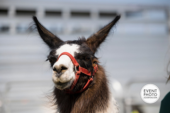 0465__9-14-24-Chartis-Federal-Corporate-Family-Day-JK-Farm-Purceville-Virginia-EventPhotojournalism-event-photographers