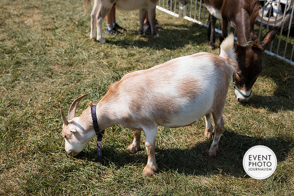 0473__9-14-24-Chartis-Federal-Corporate-Family-Day-JK-Farm-Purceville-Virginia-EventPhotojournalism-event-photographers