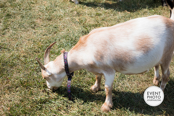 0472__9-14-24-Chartis-Federal-Corporate-Family-Day-JK-Farm-Purceville-Virginia-EventPhotojournalism-event-photographers