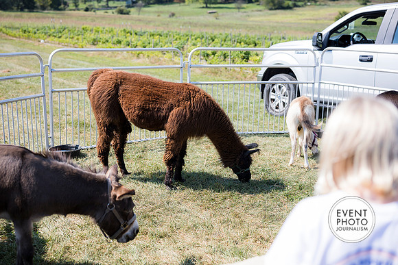 0464__9-14-24-Chartis-Federal-Corporate-Family-Day-JK-Farm-Purceville-Virginia-EventPhotojournalism-event-photographers
