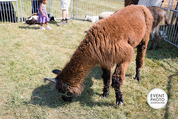 0471__9-14-24-Chartis-Federal-Corporate-Family-Day-JK-Farm-Purceville-Virginia-EventPhotojournalism-event-photographers